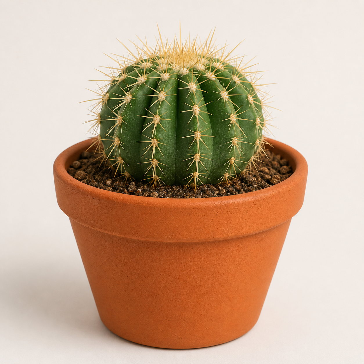鉢植えのサボテン